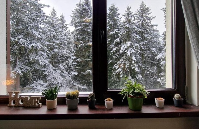 Pine Tree Apartment/Borovets Gardens
