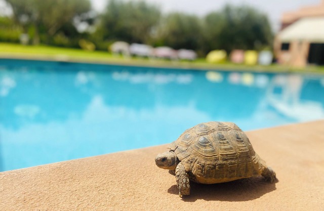 Prestige Serenity private double room with garden and pool overlooking the Atlas mountains!