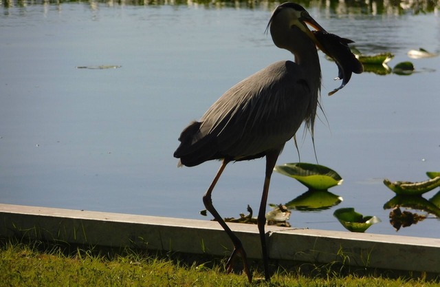Pristine St Johns River Waterfront Home with Dock and Boat slip