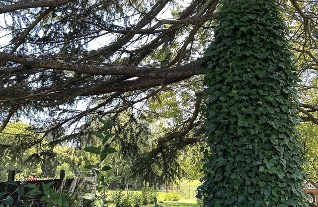 Romantic Apple Tree Lane