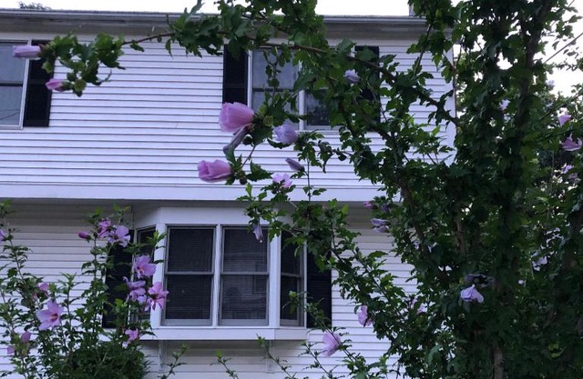 Room in Single Family House - Suburban Neighborhood in Boston