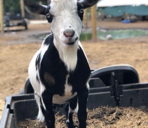 Rooterville Animal Sanctuary Luxury Glamping