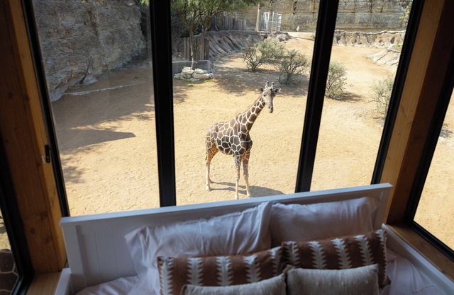 San Antonio Zoo - Spekboom Giraffe Lodge