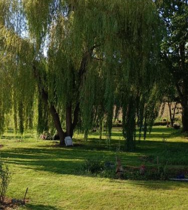 SAULE ET RIVIERE