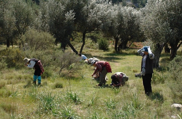 Spitakia