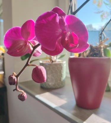Suite Orchidee - SalzkammerNest