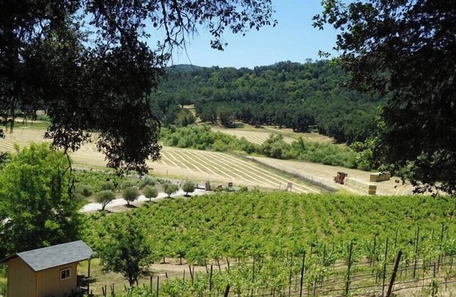 Tentrr Signature Site - Vineyard Glamping - Coleman Outfitted Site