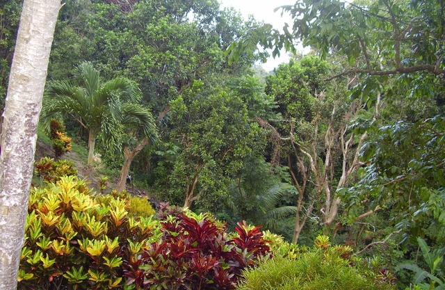 Teresinajamaica