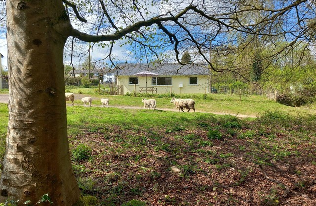 The Bungalow, Forest of Dean