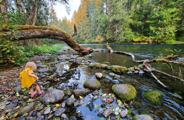 The North Bank Cabin,100ft private McKenzie Riverfront, Grill, 20min to Falls