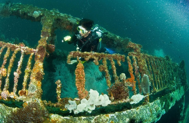 The Shark's Tail Dive Center