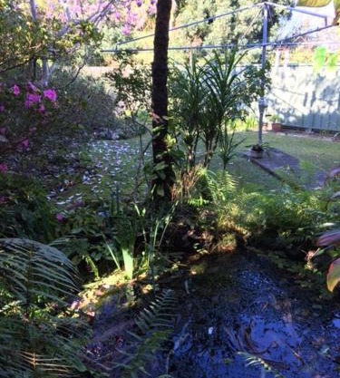 The singing frogs studio