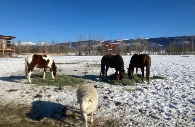 Tiny mountain house with country views
