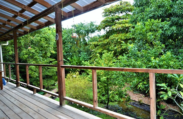 Tree Top Home In A Jungle Like Oasis in San Ignacio, Start Your Adventure Here