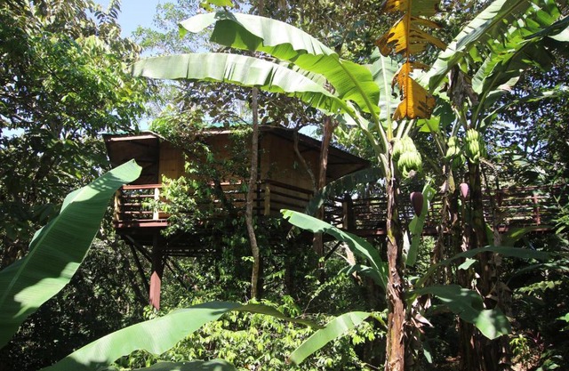 TREEHOUSE PILON PAVONES