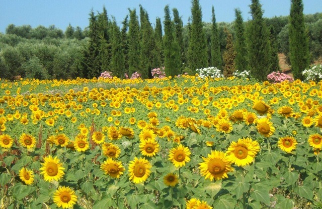 Villa Giulia Follonica
