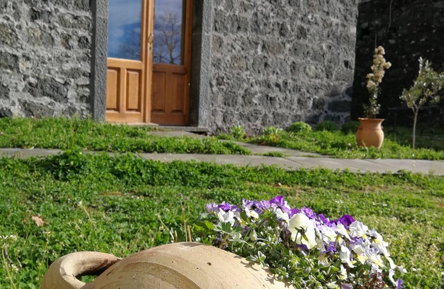 Viola nel Parco