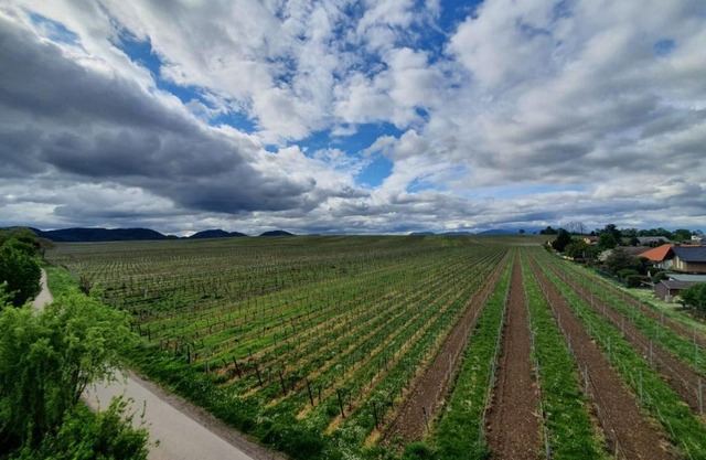 Weinseelig14