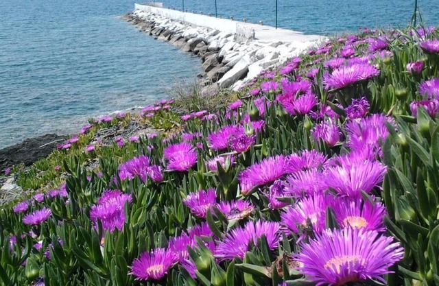 Welcome To Hotel petunia, In Neos-marmaras,xalkidiki ,greece, double room 6