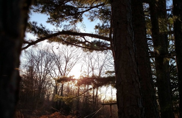 Whispering Pines in the Country on 40 Acres