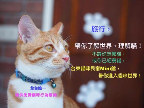 Taitung House | 貓咪民宿Mini館-中午即可入房