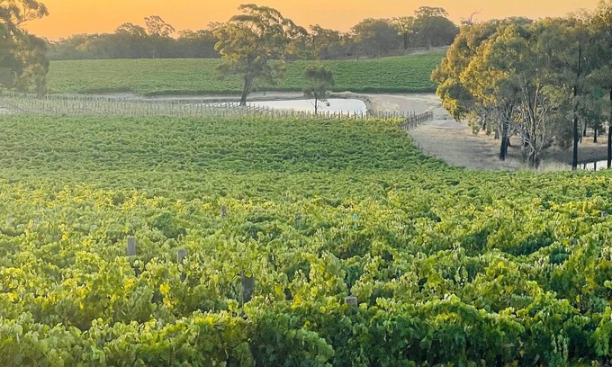 Ladys Pass House | 100 acres of Vineyard Perfection.