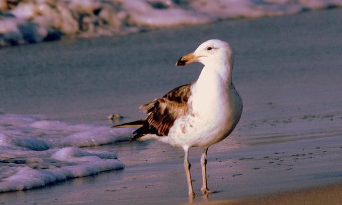 Stompneusbaai House | 3 Dolphins