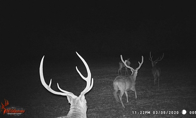 Hamilton House | 800 acre infested with wildlife !