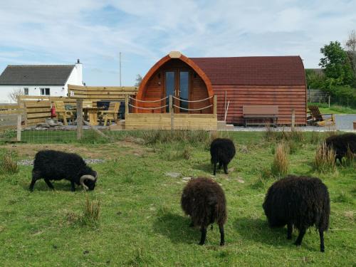 Spittal House | Achmeney Glamping Pod Larger than Average Pod