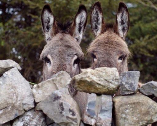 Toritto House | Agriturismo Armienti