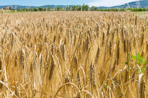 Castellina Marittima House | Agriturismo Case Nuove