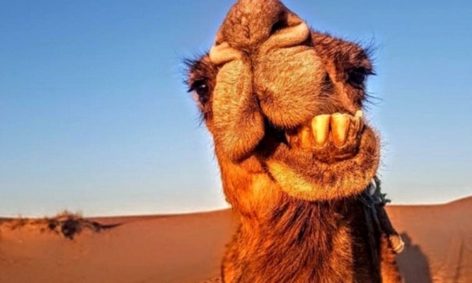 Merzouga RV Rental | Amazing camp in the sahara