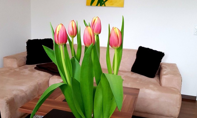 Laubegast Apartment | Apartment on the Elbe Ferry - Apartment for 2 - 3 People