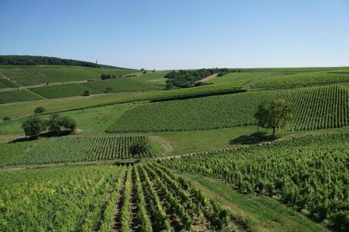 Sancerre House | Au pied des Vignes