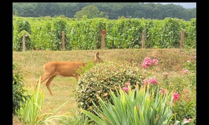 Thauvenay House | Avre de Paix Sancerrois