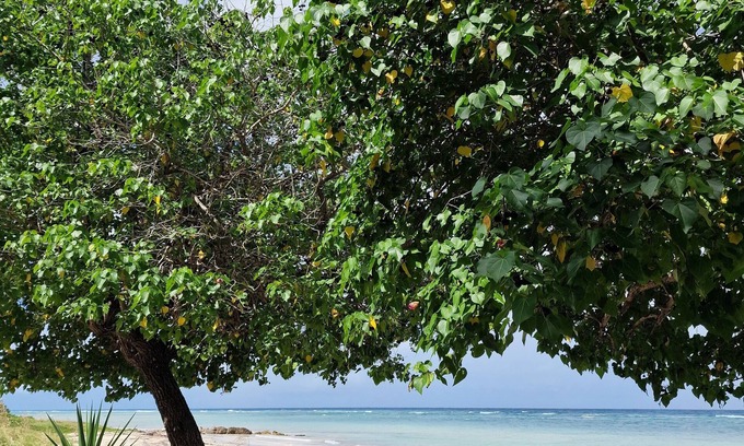 St.Bran's Burg Apartment | Beautiful 1-Bed Apartment in Montego Bay
