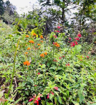 Garabito Apartment | Bella vista Ceci B1