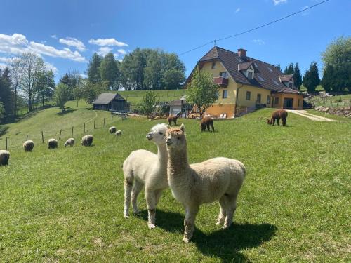 Sankt Jakob im Walde Apartment | Biohof Kroisleitner