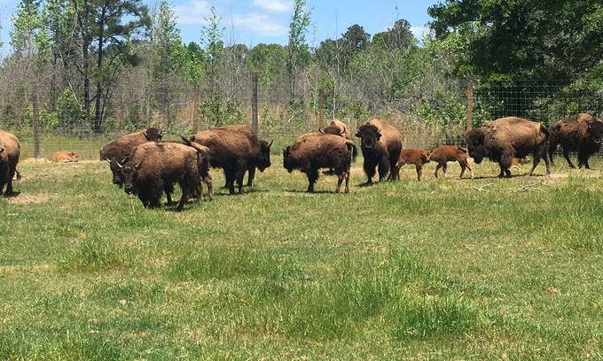 Greensboro Other | Bison Farmhouse in Greensboro, GA