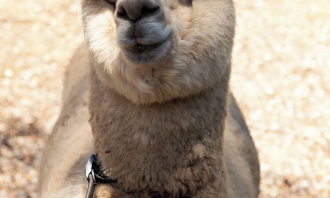 Hazelbrook Other | Blue Mountains Urban Farm Stay near Sydney at Clear View Farm (up to 9 guests)