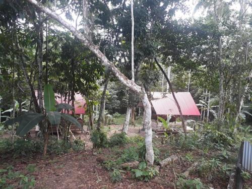 Puerto Narino Apartment | Cabañas Guachayasai