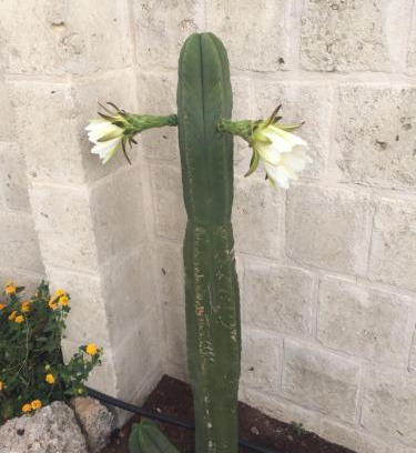 Speziale House | Cactus e ulivi villa a Speziale