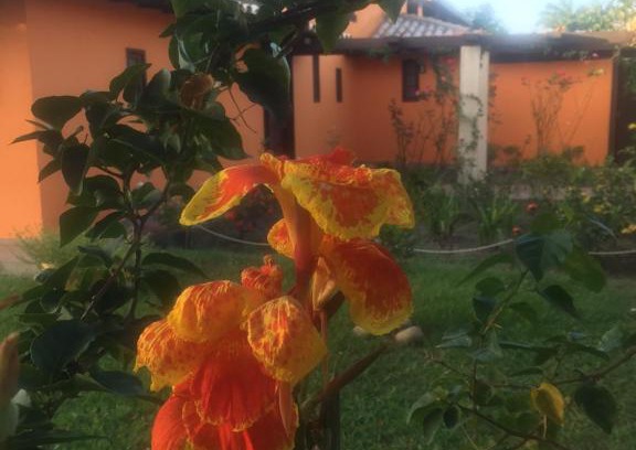 Bosque de Geriba House | Casa da Árvore