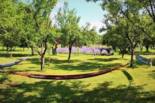 Campina House | Casa rurală cu livadă LavAndra