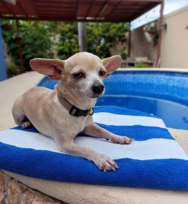 Montecarlo House | Casa Sol y Luna with pool in Merida Yuc