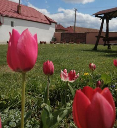 Arpasu de Sus House | Casa Suzy & Roxy