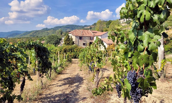 Cessole House | CASCINA MARENCO LANGHE COUNTRY HOUSE Dolcetto | with pool, garden, view, wi-fi
