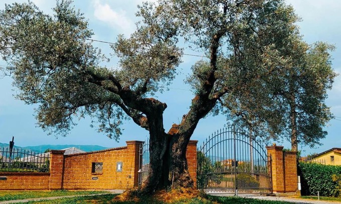 Chiesina Uzzanese House | Casolare L'Antico Olivo