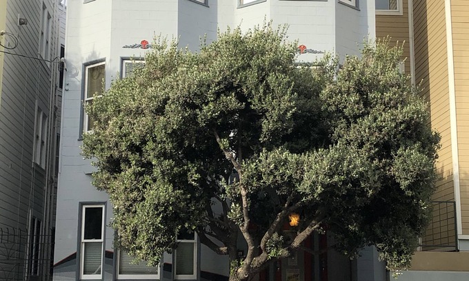 Castro District Apartment | Centrally located: restaurants, shopping, transport, convenience, walking