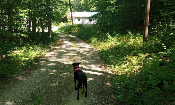 Forest Dale House | Charming 2-bedroom house with AC, WiFi in the middle of paradise.